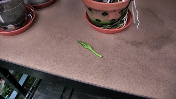 Short Video, My Broken specabile Spike - It