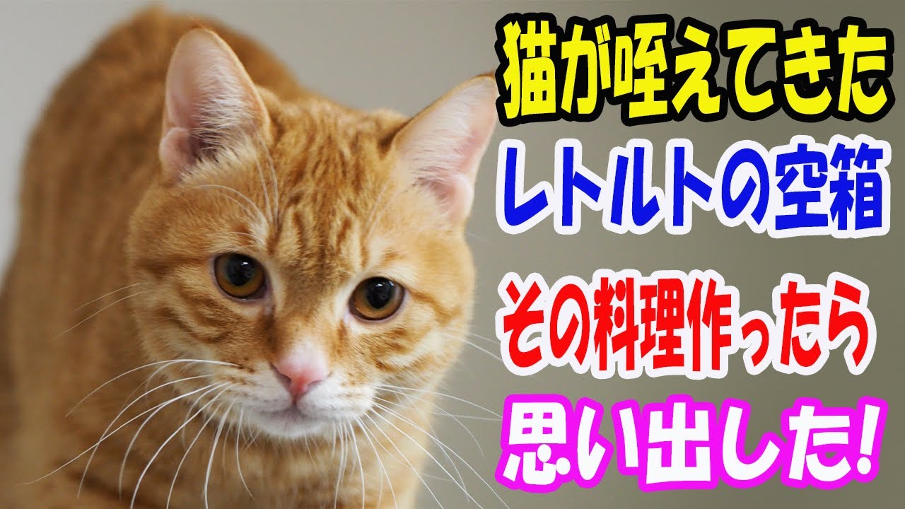 『なんでこんなもの持ってくるんだろう？』母親と喧嘩し音信不通になって20年。知り合った野良猫が咥えてきたレトルトの麻婆豆腐の空箱を持ってきた。そのレトルトを買って料理を作ったら..