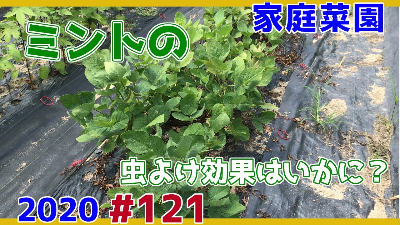 家庭菜園 ミントの虫除け効果といつもの収穫 121 Youtube