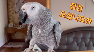 [김루이] coway 코디님이 방문했을때 앵무새반응!