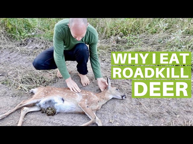 do deer eat cigarettes Why I Eat Deer that are Hit by Cars - Foraging Meat