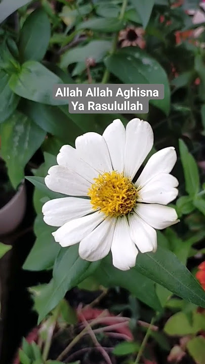 Allah Allah Aghisna Ya Rasulullah 