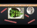 ¿Cómo cultivar en tu huerto en cada una de las fase de la luna? (English subtitles)