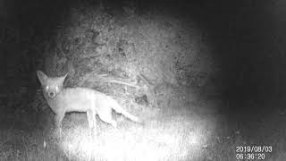 Trail Camera Episode 3 (fox, badger, muntjac) - Victure HC200