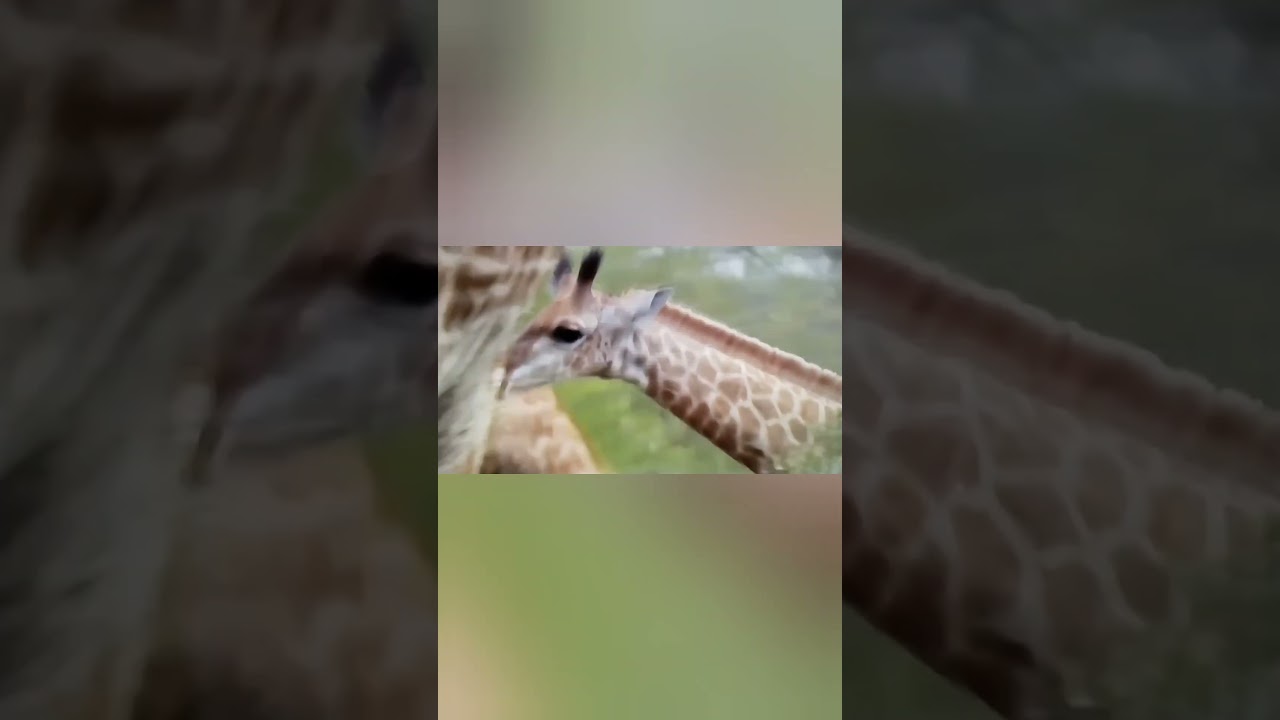 Giraffe Baby Eating Mother Giraffe milk 🦒