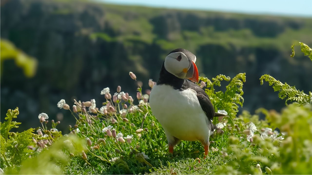 Puffin Paradise: Nesting Sounds of Puffin Colony on the UK Isles