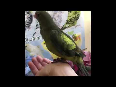 BCY tamed regent parrot 手乗りオグロインコ 