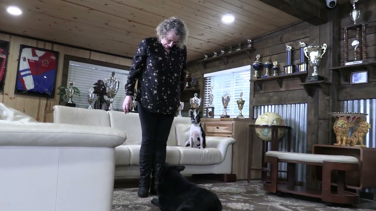 Extremely Quick With Great Desire To Perform! Kraftwork K9 Pro German Shepherds