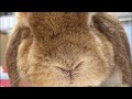 祝12歳!うさぎのハッピーさん誕生パーティー🎉