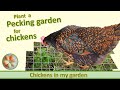 Plant a pecking garden for your chickens