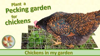 Plant a pecking garden for your chickens!