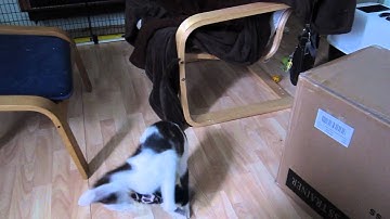 Jacob playing with Kong Kickeroo.mov