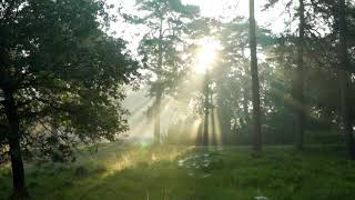 Copyright free video 💚 Forest video | Nature video | Beautiful Morning video | Sunrise video
