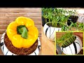 Yellow bell pepper growing one secret tip to grow any chili species