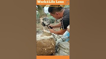 A man uses precision tools to perform approach grafting, securing two trees for healthy growth.