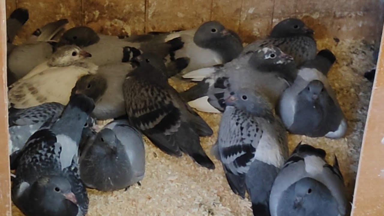 Kinderstube und Freiflug mit Falken Angriff