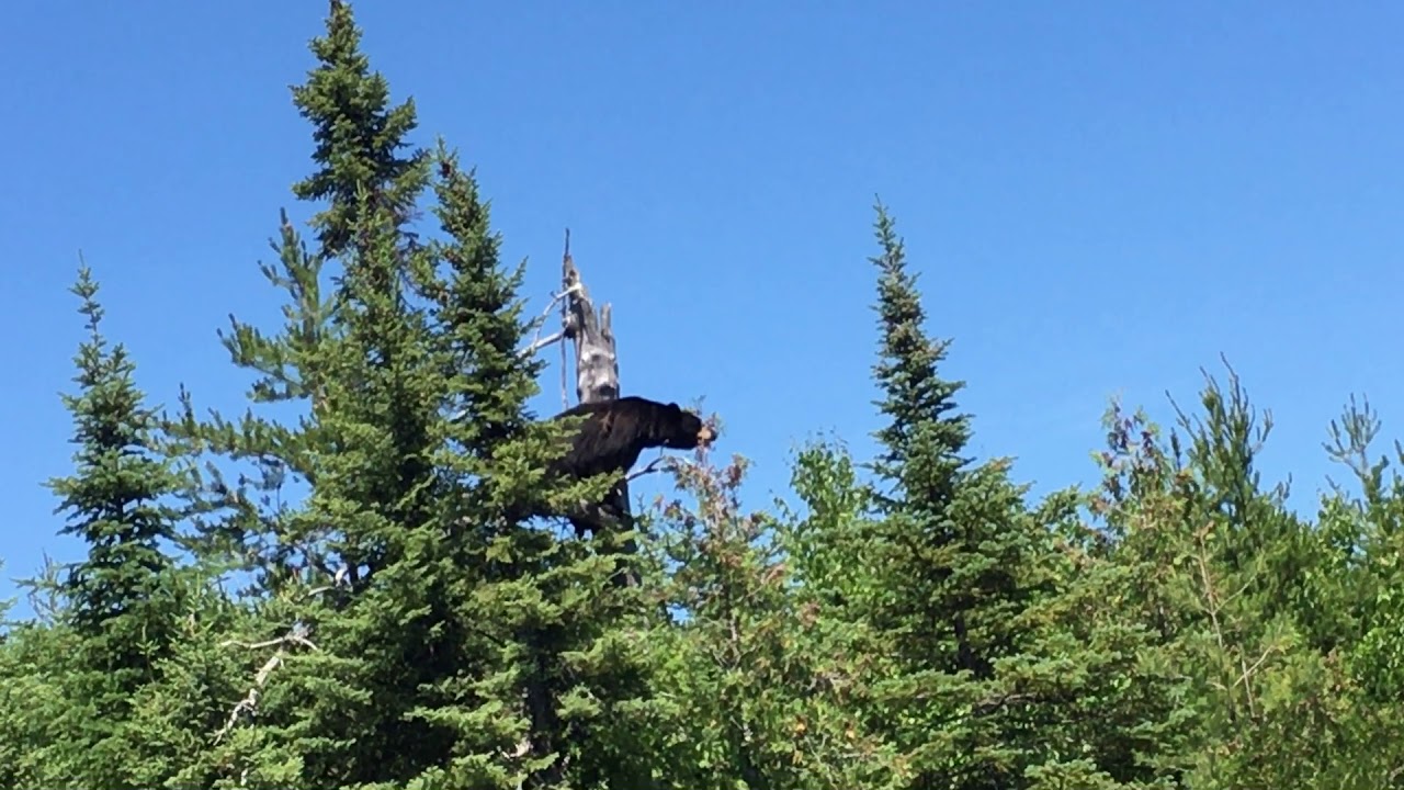 bear hang kit
