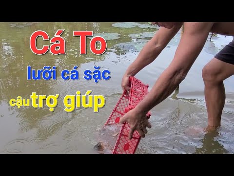 Video Câu cá Sặc Bướm gặp những loại Cá không mời mà đến... - youtube
