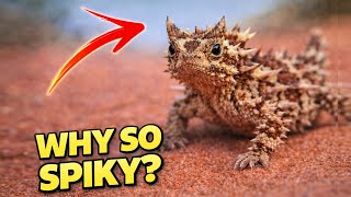 What Is A Thorny Devil Australias Spikiest Lizard