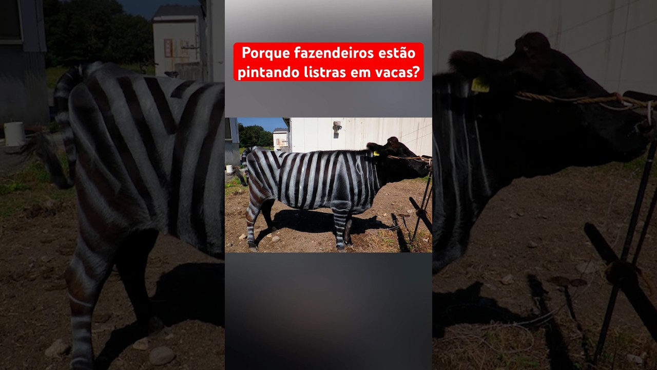 PORQUE FAZENDEIROS ESTÃO PINTANDO LISTRAS EM VACAS?