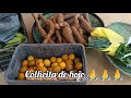 FIZEMOS UMA COLHEITA MARAVILHOSA ☘️🥔🍌🍊SOMOS GRATOS PELO MUITO E PELO POUCO TAMBÉM 🙌🙌