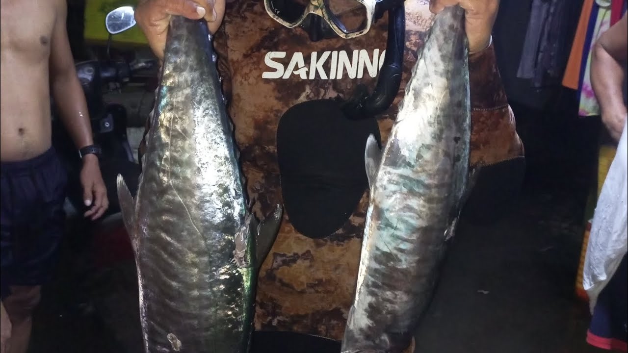 spearfishing Spanish kingmackerrel tangigue - YouTube