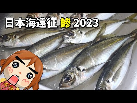 2023 日本海遠征 鯵釣り《その３》【後編】