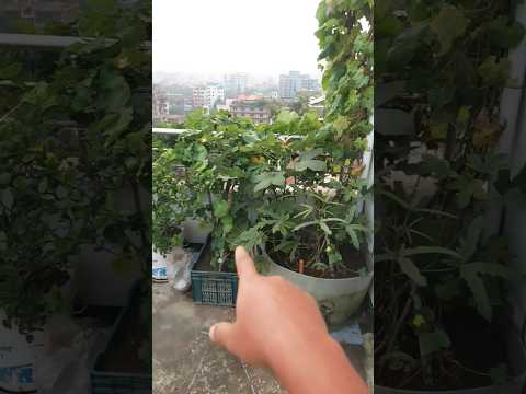 কিভাবে কেন বাগান  করবেন এবং আমি কিভাবে বাগান করি #gardening