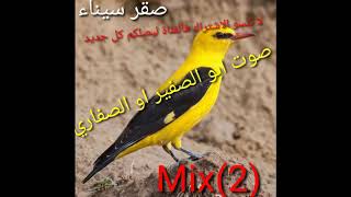 صوت الصفار صوت قائد ابو الصفير صوت الصفاري الذهبي