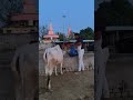 अगर लोग यह प्रसाद चढ़ाने के बाद किसी जरूरतमंद को दे देते तो कितना अच्छा होता 🥹❣️ #helppoor #help
