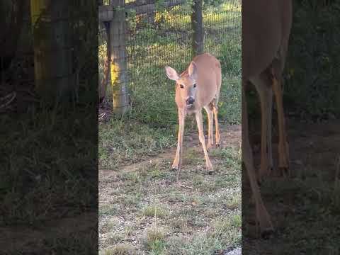deer eating snack #subscribe #emotional #viral #like #deer  #snake