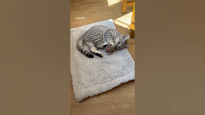 Video 10722101: british shorthair kittens, spotted british shorthair, house british shorthair, britishshorthair