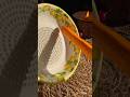 #asmr #food #recipe #carrot #plate #asmrfood
