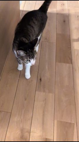出待ちキジ猫😺 - Cats Waiting - #cat #shorts