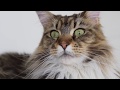 How Much We Paid for Our Maine Coon Molly の動画、YouTube動画。