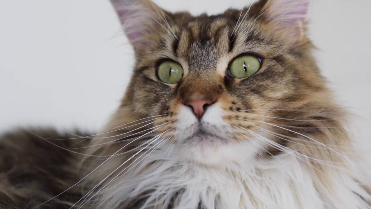 How Much We Paid for Our Maine Coon Molly - YouTube