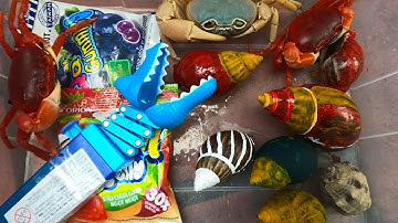 Thảo Cady bắt các con vạt ở trong sân, con cua, con ốc mượn hồn, kẹo, ốc sên -Part 203