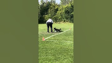 Watch Looney Lunes compete at the Frisbee Toss & Fetch Worldwide Championship league.