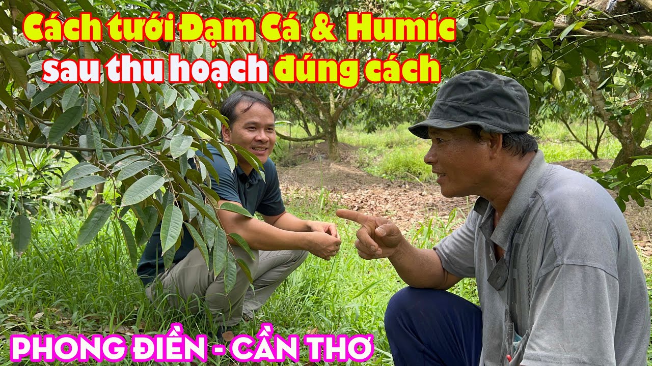 CÁC BƯỚC PHỤC HỒI SẦU RIÊNG SAU THU HOẠCH | VƯỜN ANH KHÁ - TẬP 1