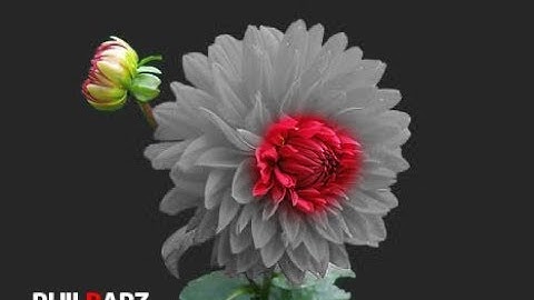 How to Create Selective Area Color Splash in Photoshop