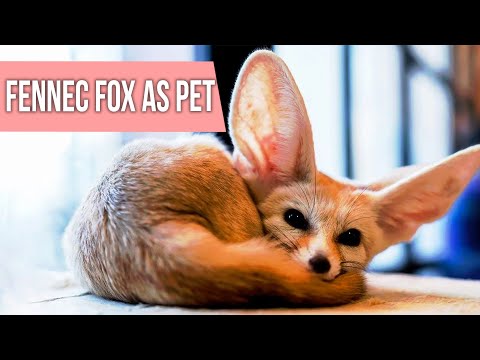 Should You Keep Fennec Fox as a Pet?