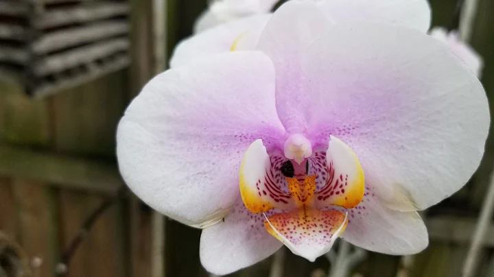 Susan Gauthier's Backyard Garden Tour