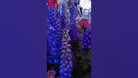 DELPHINIUM MAGIC FOUNTAIN LAVENDER #shorts#trending#viral#delphiniummagicfountanlavander#fyp