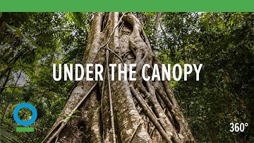 Under The Canopy (360 video) | Conservation International (CI)