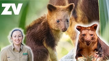 Spend the morning with a Tree-kangaroo Keeper!