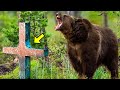 Wounded Bear Ran To a Man&#39;s Grave &amp; Roared Loudly. People Cried When They Discovered The Reason!