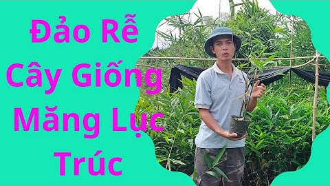 Đảo Rễ Cho Cây Giống Măng Tre Lục Trúc - Cây Dạng Bầu Tỷ Lệ Sống Cao