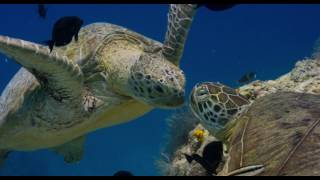 Disneynature's Dolphins - Trailer