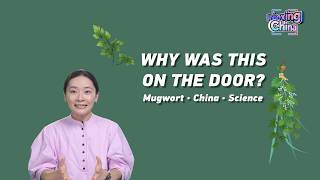 Why has mugwort been hung on Chinese doors for 2,000 years?
Why has mugwort been hung on Chinese doors for 2,000 years? Why has mugwort been hung on Chinese doors for 2,000 years?