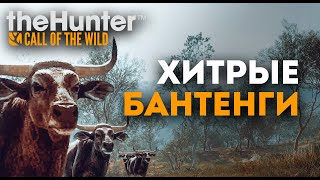 theHunter Call of the Wild - ФЕЙЛЫ И БОЛЬ😭- Арбалет - Австралия